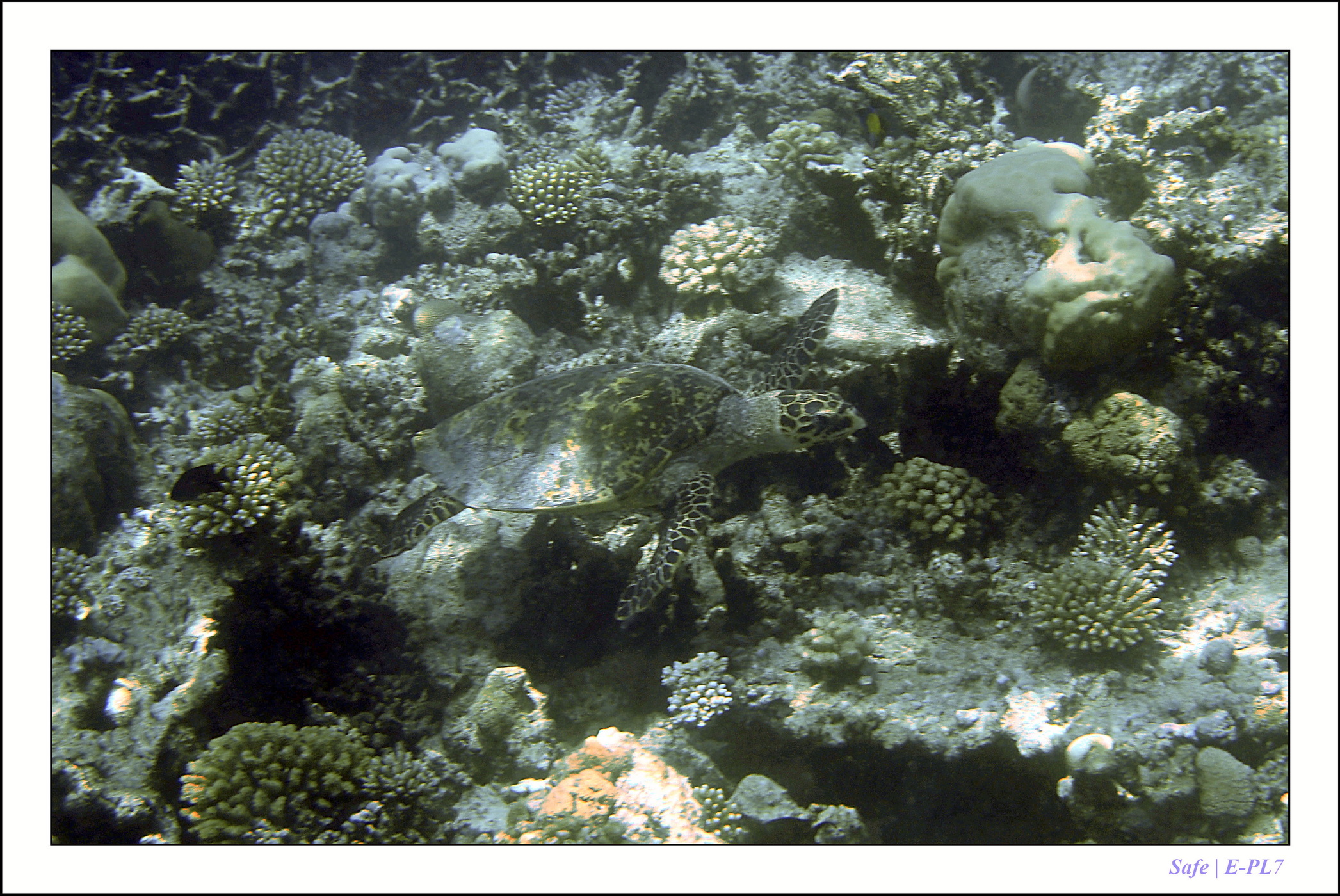 2022 - 07 - snorkeling Maldives - 031